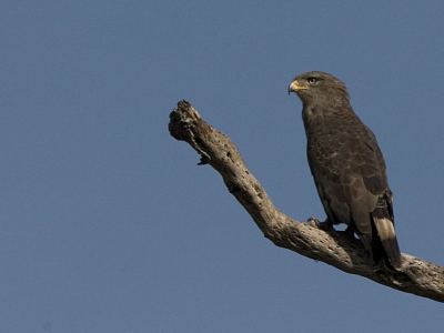Met de hand vanuit de auto genomen met Canon Eos 30D, Sigma 50-500 @ 500mm, F14 1/1250 sec.
Binnenkort meer uit South Luangwa.
