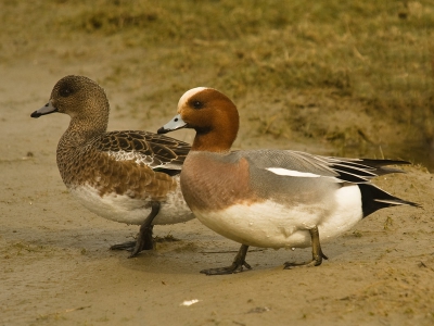 Alhoewel eenden zich deze tijd van het jaar bijna altijd als paar vertonen valt het lang niet mee dit op de plaat vast te leggen, vandaag bleven ze even stilstaan met z'n tweeen.