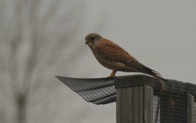hier nog een foto van een torenvalk van een tijdje terug. zou ik deze in de verzamelalbum kunnen plaatsen????