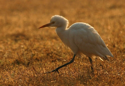 Bharatphur was extreem droog dit jaar dus overvloed aan Koereiger aangezien de lokale bevolking hun vee hier liet grazen.

D70 + 600mm - handmatige belichting