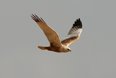 Zweefde boven de rietvelden. Is dit een Bruine Kiekendief?