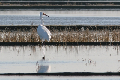 <i class='fa fa-user'></i> Jaap Schelvis | Siberische Witte Kraanvogel  <i class='fa fa-eye'> 465</i>   <i class='fa fa-comment-o'> 0</i>