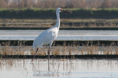 <i class='fa fa-user'></i> Jaap Schelvis | Siberische Witte Kraanvogel  <i class='fa fa-eye'> 515</i>   <i class='fa fa-comment-o'> 0</i>