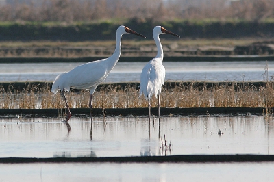 En de laatste van het serietje waarop de beide vogels samen te zien zijn. De meeste tijd liepen ze net te ver uit elkaar om ze mooi samen op de plaat te krijgen. Sowieso nog vrij lastig ondanks het forse formaat. De vogels waren erg alert en hoewel onze begeleider het "geen probleem" vond wanneer ze door ons op de vleugels zouden gaan hebben we (Erik Foekens en ik) flink wat afstand gehouden. Je zal maar de sukkel zijn die 2/3 van een uiterst zeldzame populatie vogels in n van de vele aanwezige hoogspanningsleidingen jaagt!