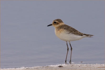 We maakten dus een trip naar de Makgadikgadi Pans, dit zijn Salt Pans, resten van een binnenlandse zee in Afrika. De weg bestond voornamelijk uit grote plassen waar we met de four-wheel drive doorheen mochten. Erg interessant!
Nadat we dit pleviertje zagen ben ik de jeep uit 'gesneaked' om zo laag mogelijke POV te krijgen.
(geen leeuwen / luipaarden daar dus het was ok)