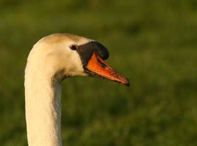 Zaterdag veel foto's gemaakt ook van deze knobbelzwaan. Canon eos 400D + cosina 100-400mm lens.