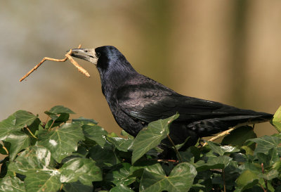 Mijn favoriete kraaiensoort (waarschijnlijk omdat je ze in Rotterdam e.o. nauwelijks ziet) was druk bezig met zijn nest.
iso 400 f7.1 1/1000 -2/3stop 700mm vanuit de auto