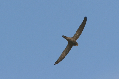 Een wat meer dynamische bijdrage dan mijn stilstaande Kraanvogels van vanmorgen. Eens oefenen op een Vale Gierzwaluw voor het geval er toch nog eens n in Nederland gefotografeerd moet worden. Dat valt nog niet mee met die snelle beesten, maar hier zijn toch "alle" kenmerken wel te zien: geschubde buiktekening, iets stompere vleugels en een licht keeltje.