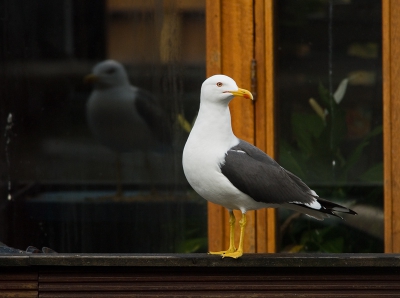 Dezelfde kleine mantelmeeuw, maar nu in een andere uitsnede (zeg maar op verzoek).