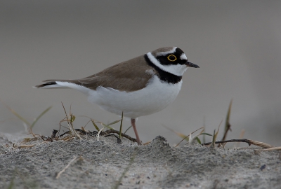 Deze kleine plevieren lieten zich echt goed benaderen.
Ik kon zelfs niet meer scherp stellen.
500mm + 1.4 converter, F8, 1/1250 sec, 500iso, -1/3 stop, vanaf rijstzak.