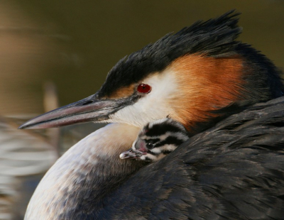 mijn eerste foto op birdpix. 
canon eos 400D
