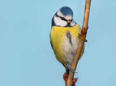 Deze zat lekker op een takje tegen de blauwe lucht