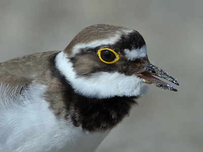 Van deze plevier even een uitsnede gemaakt.
Met het zand op zijn snavel.
500mm + 1.4 converter, F8, 1/4000sec, 500iso, -1/3 stop.