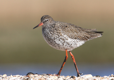 tureluur op het schelpeneiland