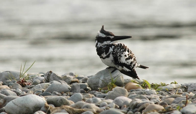 D70 + 600mm - handmatige belichting