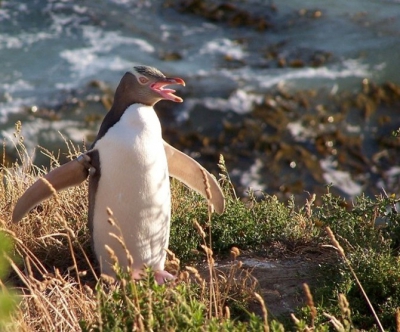 Deze pinguin is er een van vijf paartjes die broeden in de buurt van Nugget point in het zuiden van het zuidereiland, Nieuw Zeeland