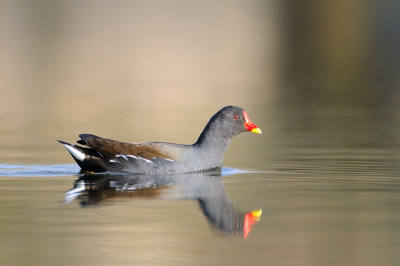 Waterhoen in avondzon.
D300 met 200-400 en TC14.
Graag kritiek.

Eric