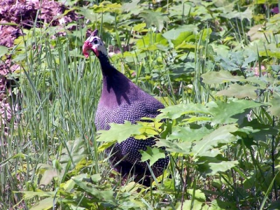 Graag commentaar op mijn foto's. Deze hoen liep in het bos van landgoed Twickel, waar ik doorheen fietste. In de buurt is een kinderboerderij, waarschijnlijk is hij daaruit weggelopen