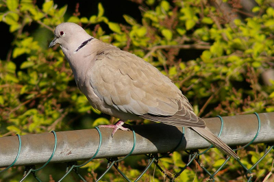 Een test foto met mijn panagor 400 mm lens.
Kwaliteit is niet goed, omdat ik niet weet hoe je een foto goed moet verkleinen zonder kwaliteits verlies. iemand nog tips?
EXIF Summary:	1/250s f/0.0 ISO200 400mm (35mm eq:600mm) 

Gr. Martijn