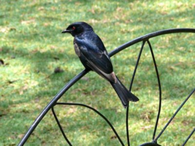 wie kan me vertellen welke vogel dit is?
starling, drongo? ik kom er niet uit...
alvast bedankt voor je antwoord