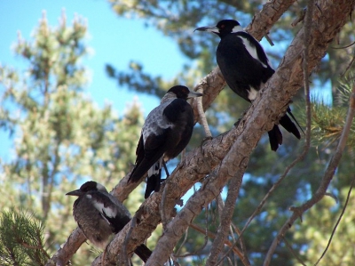 Deze drie vogels zaten boven in de boom op een prachtige, warme dag, vlak bij Lake Tekapo op het zuidereiland van Nieuw Zeeland