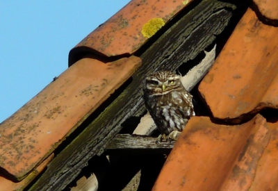 Prachtig uiltje die tussen de dakpannen op de uitkijk zit vlakbij het nest. 
Weer niet helemaal scherp.f/5,6 1/400 sec en iso 100

Hoe kan ik dit verbeteren?