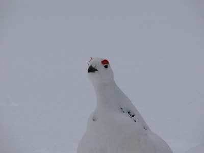 Deze nieuwschierige alpensneeuwhoen zagen we tijdens een sneeuwschoen wandeling.