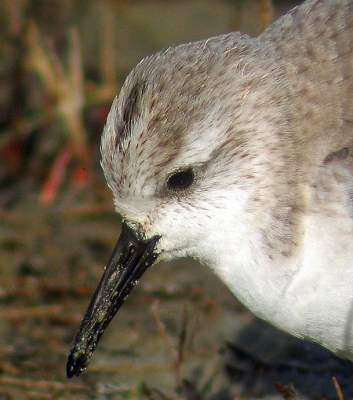 Deze drieteenstrandloper zat in z'n eentje nagenoeg in het duin op Schiermonnikoog en was absoluut niet schuw. Ik heb 2 hinderlijke takjes voor de vogel verwijderd, zodat de kop nu mooi vrij staat (de foto mt takjes staat in mijn PA). Gemaakt met een canon powershot A75 op een Kowa TSN1.