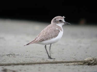 'Kentish plover like strategy'