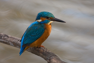 Bij deze prachtige vogel viel het licht zo mooi.
Het blijft kicken om deze geweldenaar op de foto te mogen plaatsen.
Zo goed als Full Frame