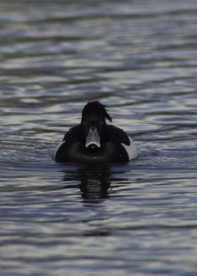 al een paar dagen een groep kuifeenden zien zwemmen 
dan maar eens een gokje wagen met dit als resultaat gewoon uit de hand kleur van de snavel en het water vind ik mooi en dat hij recht de lens in zwemt.