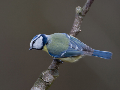 Ik vind deze stand wel leuk.
Hij wilde net weg vliegen.
500mm + 1.4 converter, F8, 1/800sec, -1/3 stop, vanaf statief