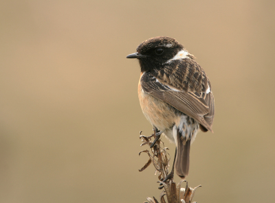 Eindelijk kwam hij heel even vlak naast me zitten.
iso 200 f6.3 1/250 +1/3st 700mm 90%van org.