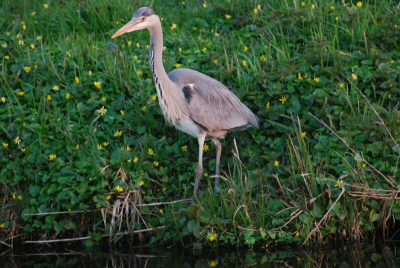 Deze reiger staat tussen het speenkruid. Ik vond het zelf een mooie foto, ook al is de vogel niet zo scherp.