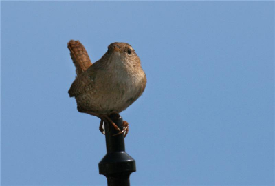 Op een terras in Oud Loosdrecht, kwam dit brutaaltje vlak bij ons zitten, en verblijde ons met een klein concert...