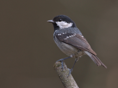 Eindelijk en geslaagde foto van de zwarte mees.
Ik kom ze regelematig tegen maar een foto is nog nooit gelukt.
500mm + 1.4 converter, F8, 1/250sec, 500iso, -1/3 stop.