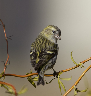 In de tuin geprobeerd sijsen te fotograferen. Vogels hier zijn zeer schichtig en vreemd genoeg waren ze zelfs zeer argwanend over mijn schuiltentje.
Deze bleef toch lang genoeg zitten.