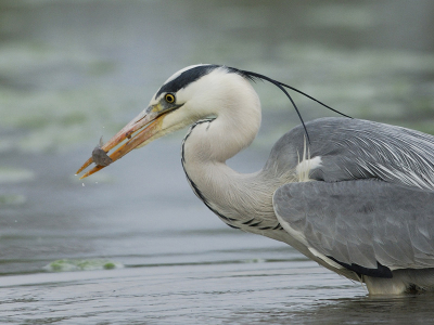 <i class='fa fa-user'></i> Franck Tab | Blauwe Reiger  <i class='fa fa-eye'> 199</i>   <i class='fa fa-comment-o'> 1</i>