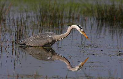 <i class='fa fa-user'></i> Glader | Blauwe Reiger  <i class='fa fa-eye'> 187</i>   <i class='fa fa-comment-o'> 1</i>