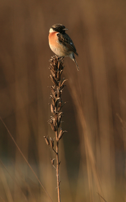 Waarschijnlijk hetzelfde tapuitje als Peter maar dan ietsje verderop.
iso 250 f7.1 1/500 -1stop 700mm