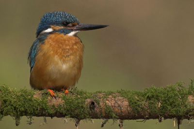 Tja ik weet het, het begint met al die ijsvogels hier misschien eentonig te worden, maar wil jullie toch mijn uitvoering van vandaag laten zien. Full frame vanaf rijstzak