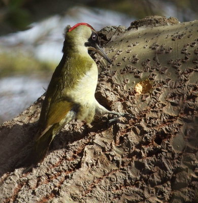 Tijdens weekendje Zeeland afgelopen weekend, was dit vrouwtje groene specht luid roepend de omgeving nabij ons huisje aan het afbakenen. Afstand was circa 30-40 meter, digiscope maar ben zelf erg blij met dit resultaat vooraal qua scherpte, achtergrond blijft lastig.