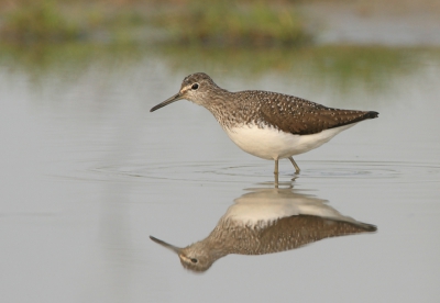 Met dank aan Hansziedses voor de tip. Een braak stukje grond in onze woonplaats blijkt een vogelparadijsje te zijn.