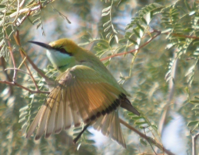 Not very sharp, but nice to see the right wing through the left one!