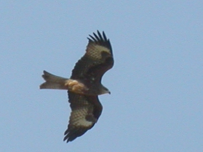 Not very sharp, but nice for the discussion "Iranian" black / red kite. Taken with coolpix 4500 mounted on Swarovski 80HD