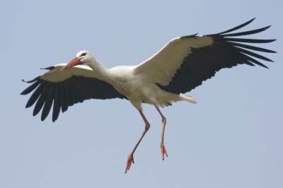Ooievaar, Alblasserwaard.