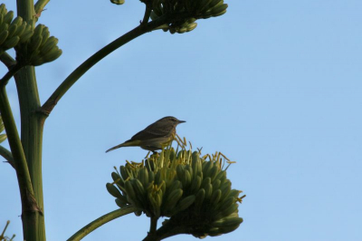 Deze kwam ik nog tegen en al is ie van december, ik vond hem toch leuk om te laten zien. Volgens mij de eerste op birdpix. Een klein leuk niet echt opvallend vogeltje, dat graag insecten lust. Heb ook nog een foto waar een insect binnen zijn bereik komt aanvliegen, maar deze is qua stand van de vogel mooier.

Canon Eos 30D
F/10
1/500 sec.
ISO-250
300 mm
uit de hand
niet bewerkt