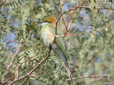 Next try! (other bee-eater in temporary album)