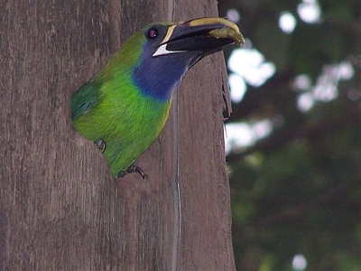 We zagen deze vogel vliegen. We kwamen erachter dat hij/zij een nest had in een stroompaal.
Daar een tijdje gewacht, de vogel vloog af en aan met dikke rupsen. Het gat zat op een tiental meter boven de grond, omdat de vogel rustig doorging met het aanvoeren van voedsel, heb ik de indruk dat we niets verstoord hebben.
We zijn natuurlijk op een afstandje gebleven.