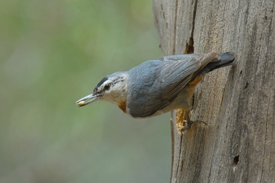 Bij gebrek aan recent fotomateriaal zal ik de komende dagen iets laten zien van mijn Lesbos reis in 2006. Beschouw het maar als een soort appetizer voor de komende Lesbos gangers. 

Als eerste een plaat van een van de star birds van het eiland, de turkse boomklever. Voor alle duidelijkheid: dit is een vogel die voedsel aandraagt voor zijn jongen in het nest. Volgens de nieuwe criteria is deze vorm van fotografie geoorloofd op Birdpix. Deze vogels zijn gewend aan menselijke belangstellling. Het nest staat tot op de meter beschreven in het book van Richard Brooks. Beide oudervogels vliegen af en aan terwijl er vele tientallen vogelaars staan te kijken en Ooooh's en Aaaah's fluisteren. Ze trekken zich er niets van aan. Dus geen verstoring is mijn bescheiden mening.

Nikon D2X (2 maal crop mode), AF-S VR 200-400/4.0 met 1.4*TC

_______________
www.ifornature.nl